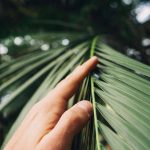 A finger touches the leaves of a bottle palm.