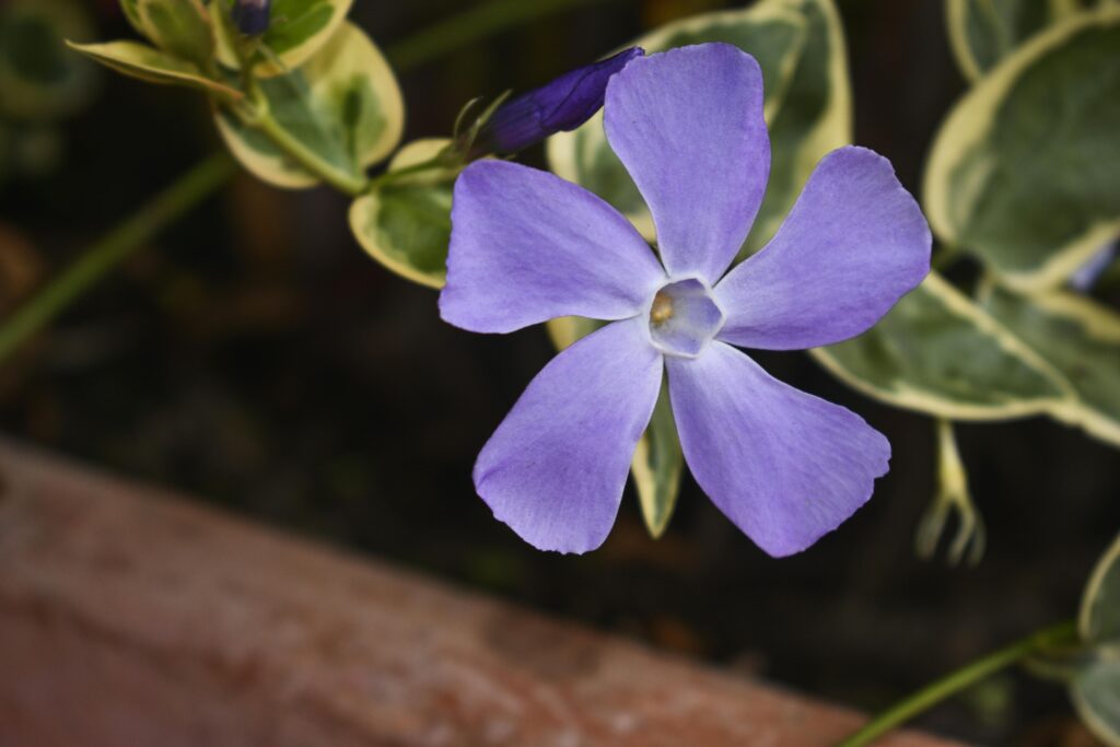 Close-up photo of a violent vinca flower