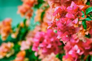 Close-up photo of pink bougainvillea flowers.