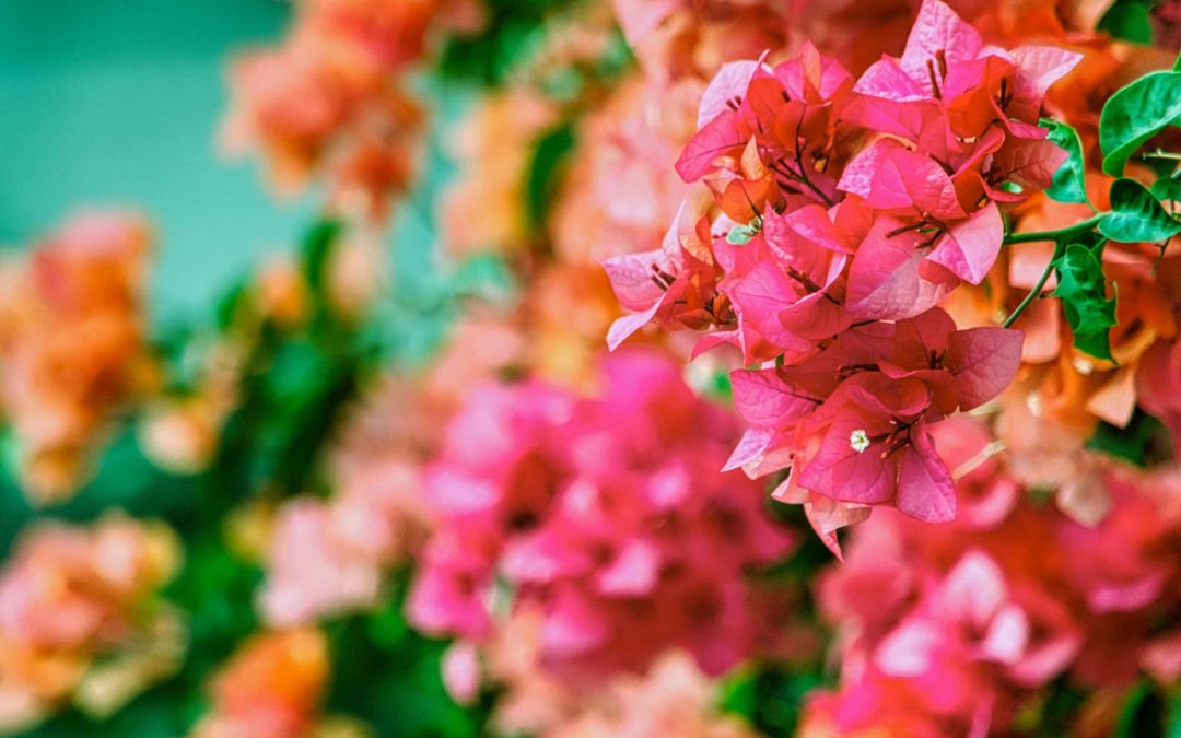 Close-up photo of pink bougainvillea flowers.