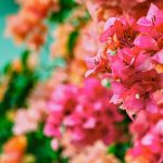 Close-up photo of pink bougainvillea flowers.