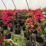 TROY_TROYS_SARASOTA_bougainvillea--1