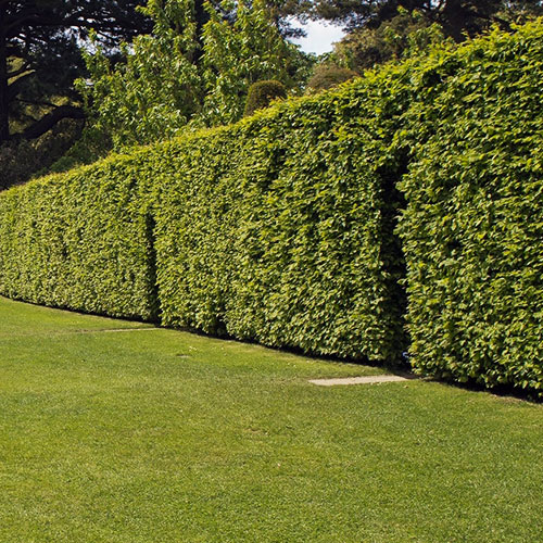 Privacy Hedges