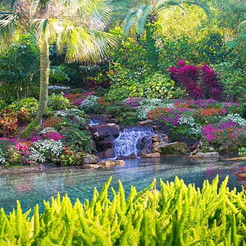 tropical garden