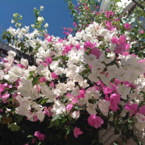 Bougainvillea-blooms_troys_tropics 