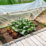 Using cloches and cold frames to protect tender plants in Sarasota’s cooler weather.