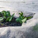 Covering Plants – Properly covering plants with frost blankets to protect from Sarasota’s occasional cold weather.