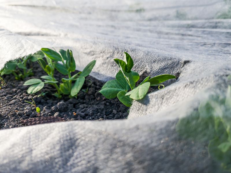 Covering Plants – Properly covering plants with frost blankets to protect from Sarasota’s occasional cold weather.