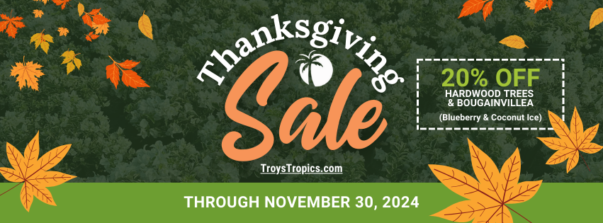 Bougainvillea_and_hardwoord_trees_thanksgiving_sale_troys_tropics