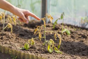 Sarasota plant dying due to frost