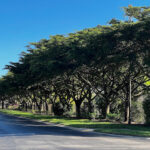 Shady Lady Tree with lush, weeping branches providing a shaded retreat in an autumn Sarasota garden