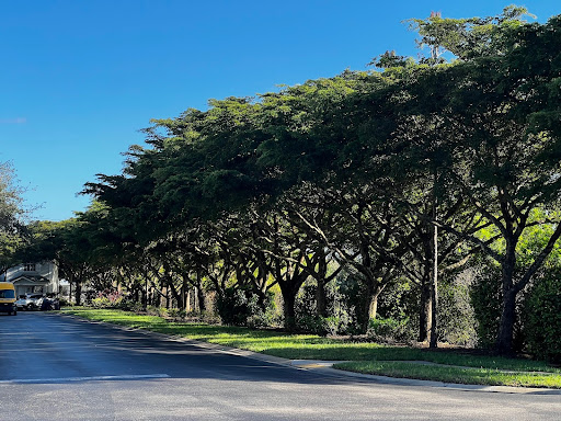 Shady Lady Tree with lush, weeping branches providing a shaded retreat in an autumn Sarasota garden