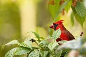 Bright red male cardinal perched on a green leafy branch, holding a berry in its beak, against a soft, blurred natural background.