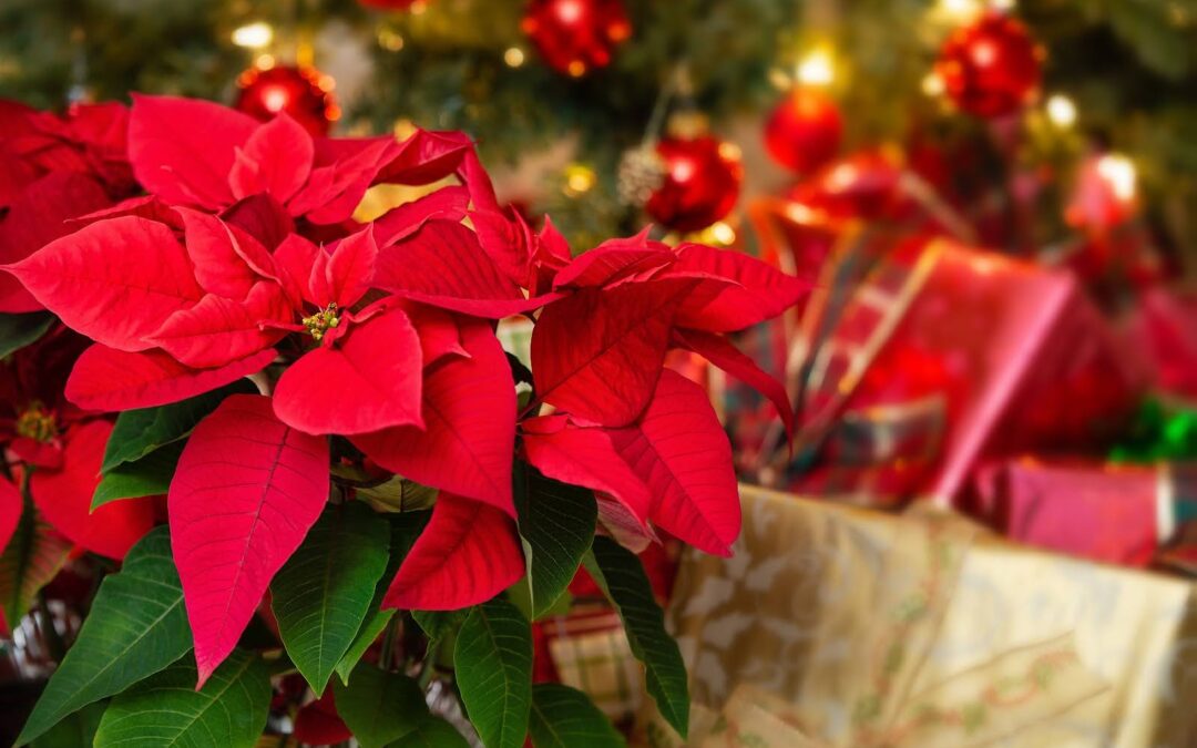 A festive arrangement of poinsettias used as a holiday centerpiece with candles and ornaments.