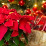 A festive arrangement of poinsettias used as a holiday centerpiece with candles and ornaments.