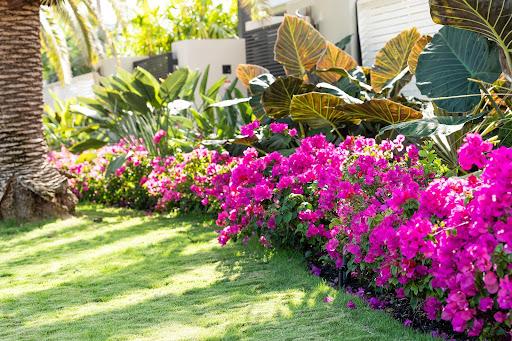 The 9 Principles of Florida-Friendly Landscaping™: A Guide to a Sustainable Sarasota Garden