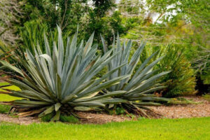 Agave plants in a landscaped garden surrounded by lush greenery, showcasing their sharp, spiky leaves and low-maintenance appeal