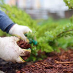 Soil testing kit used in Sarasota garden to determine pH and nutrient levels