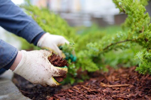 Soil testing kit used in Sarasota garden to determine pH and nutrient levels