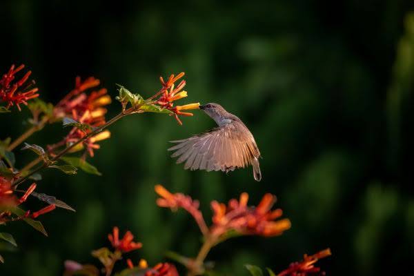 A selection of Florida-native plants like firebush and muhly grass for a wildlife-friendly garden