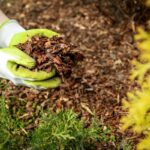 Gardener spreading mulch around plants, keeping it away from the stems to prevent rot.