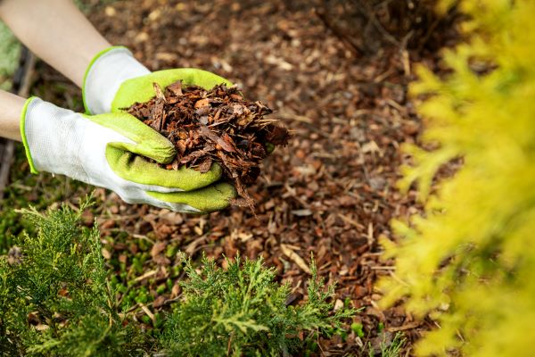 Gardener spreading mulch around plants, keeping it away from the stems to prevent rot.