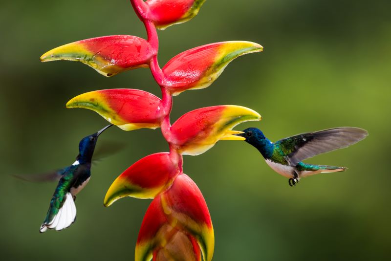 hummingbirds pollinating a plant