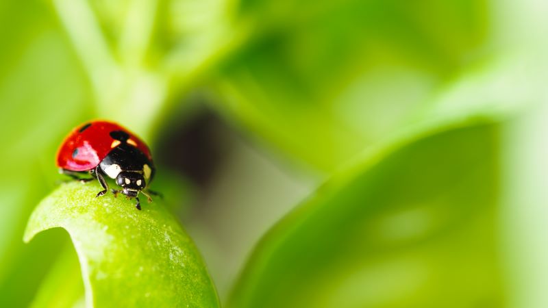 A ladybug feeding on aphids in a Florida-Friendly garden, showcasing natural pest control.