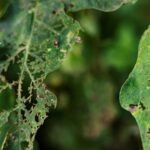 Gardener pruning diseased leaves to prevent pest infestations in a Sarasota landscape.