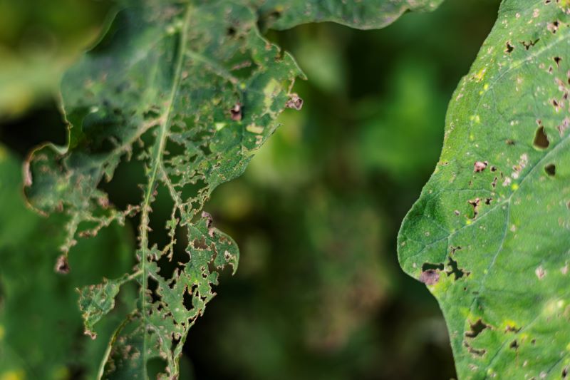 Gardener pruning diseased leaves to prevent pest infestations in a Sarasota landscape.