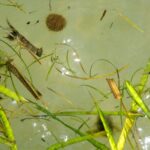 Reduce stormwater runoff Sarasota