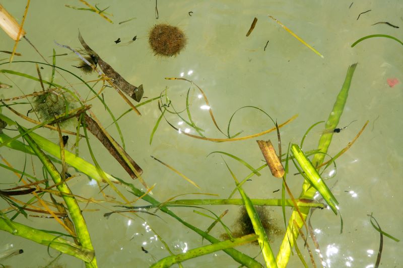 Reduce stormwater runoff Sarasota