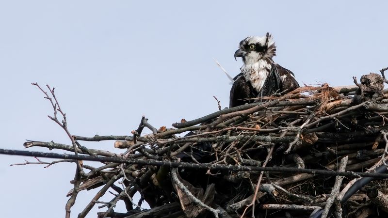 protect wildlife tips Sarasota Florida