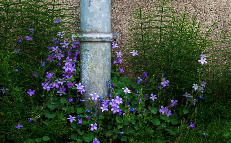 A rain garden featuring native plants like blue flag iris to filter and absorb stormwater.