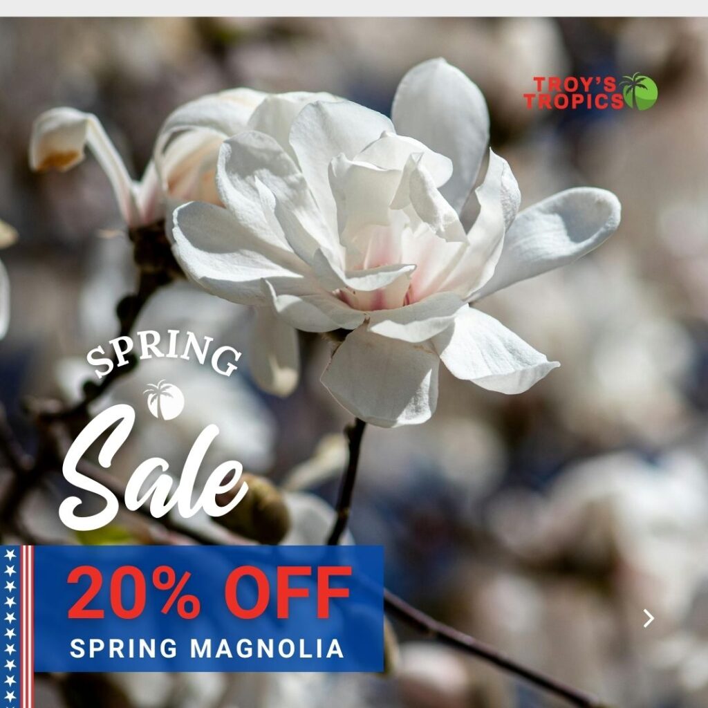 SPRING_MAGNOLIA