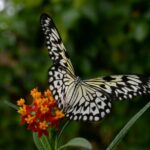butterfly host plants Florida