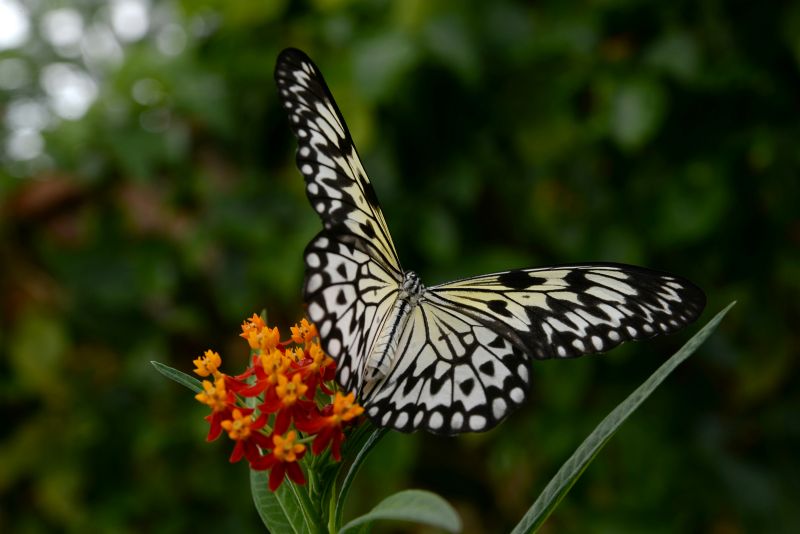 butterfly host plants Florida