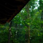 sarasota rainy season gardening tips