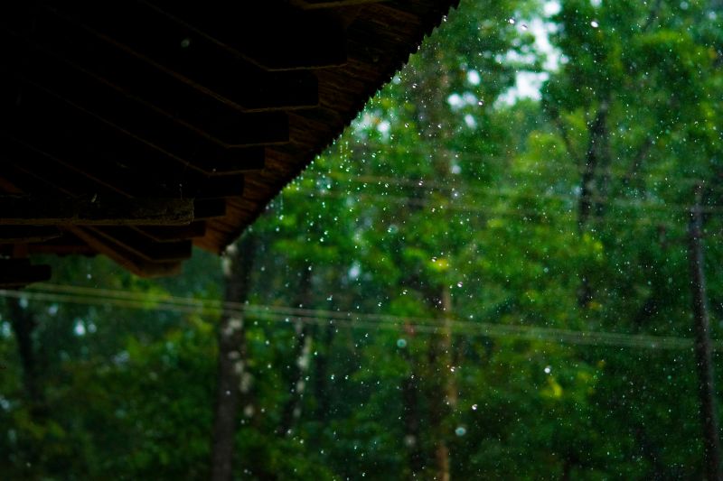 sarasota rainy season gardening tips