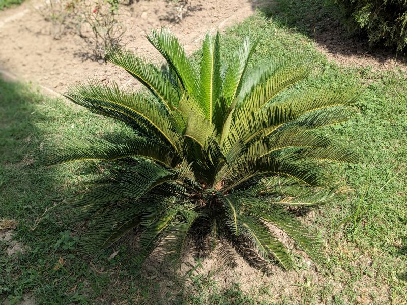 Storm-Resistant Plants for Sarasota Gardens