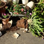 Damaged garden after Florida storm