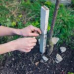 Staking a young tree for hurricane season in Southwest Florida
