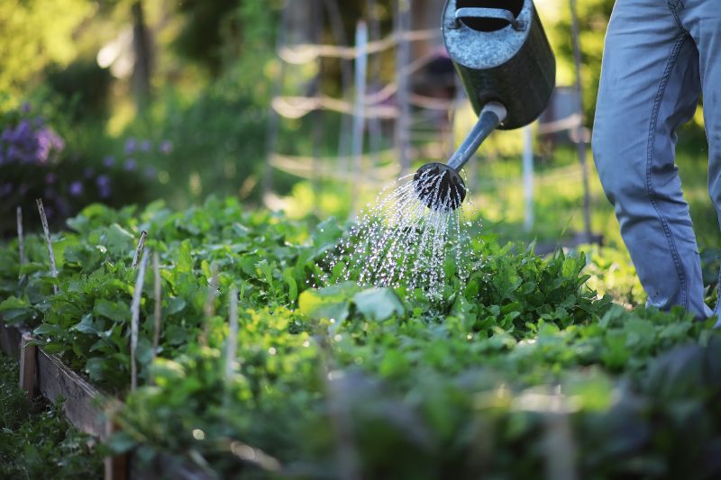 Gently pruning storm-damaged shrub