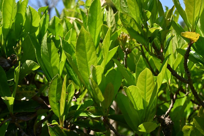 Moisture-loving plants thriving in low-lying Sarasota garden