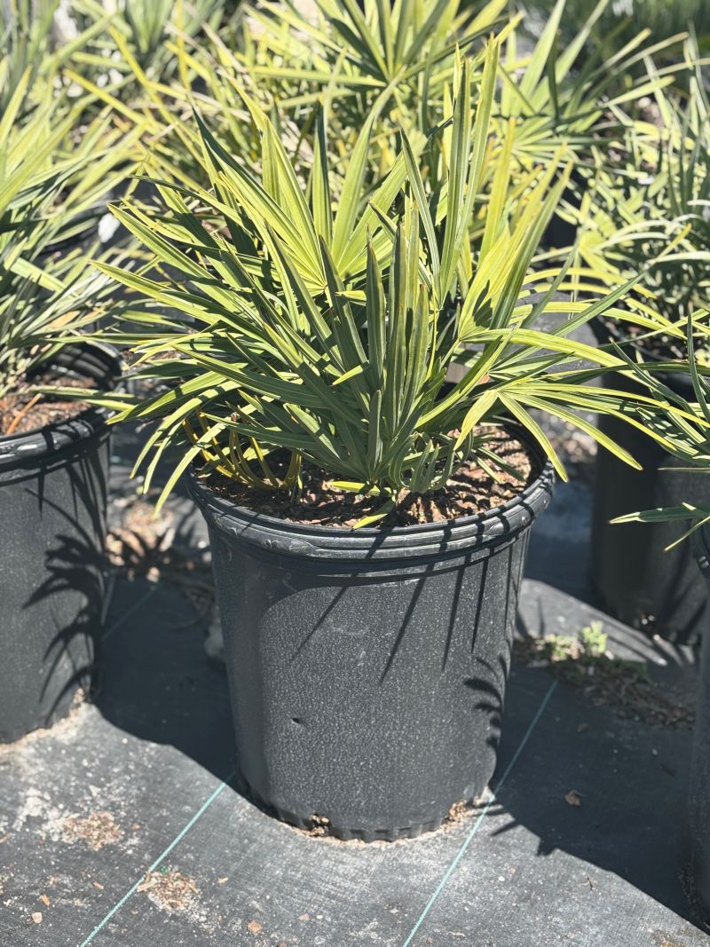 Saw palmetto ground cover near Sarasota home