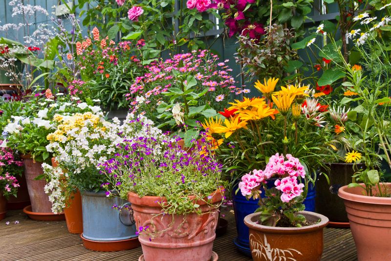 Potted tropical plants secured outdoors in Sarasota