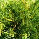 Coontie plant in Sarasota garden
