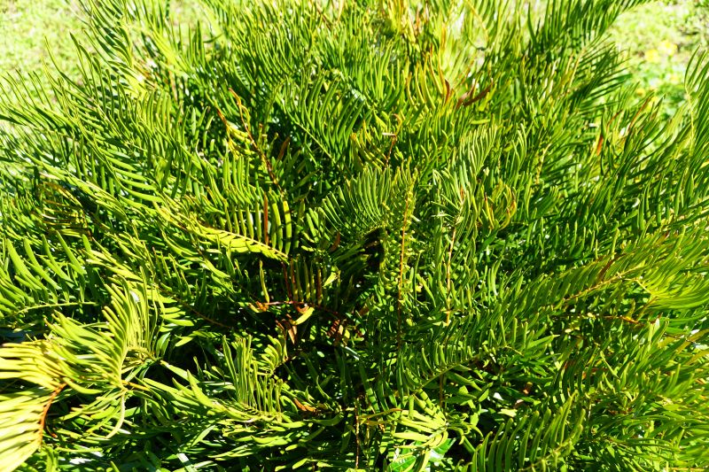 Top 5 Florida-Friendly Plants That Bounce Back After Hurricanes