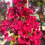 Bougainvillea 'Barbara Karst' in full vibrant magenta bloom climbing a trellis in a Sarasota garden, surrounded by tropical foliage, under bright Florida sunlight.