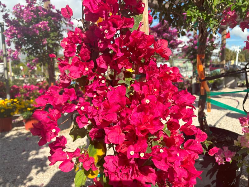 Bougainvillea ‘Barbara Karst’: Sarasota’s Showstopper for Year-Round Color